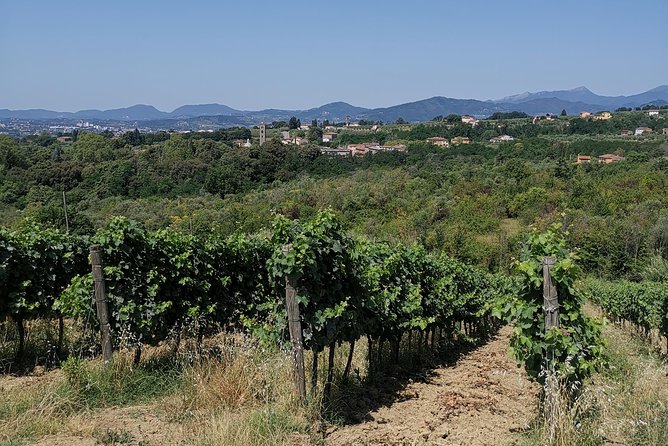 Wine and Olive Oil Tasting & Farm Tour - Explore the Olive Grove
