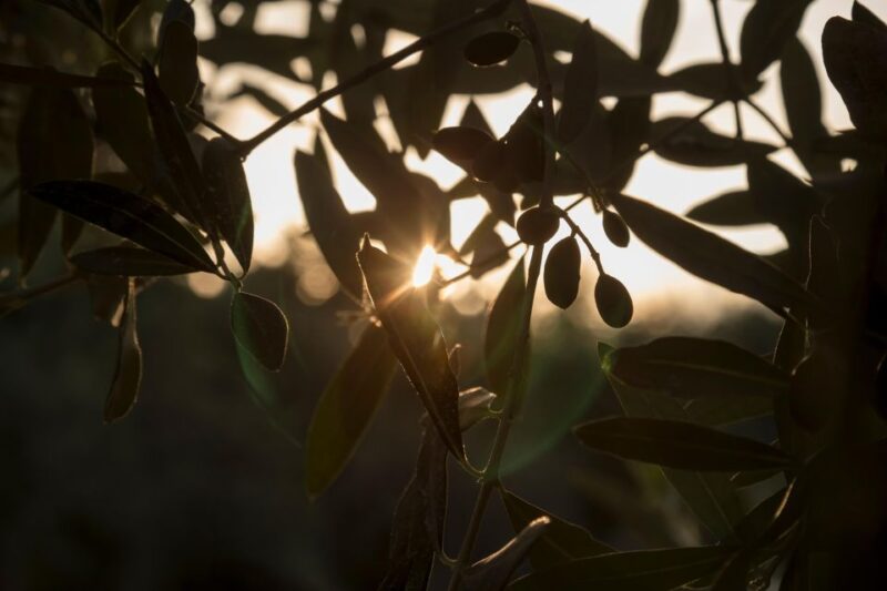 Wine and Olive Oil Tasting Tour on Mount Etna - Meeting Your Guide
