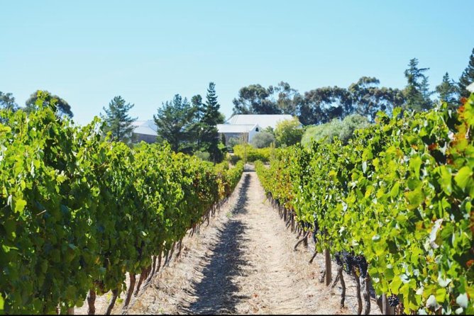 Wine Beer and Biltong Safari - Stellenbosch - Micro Craft Brewery Tours