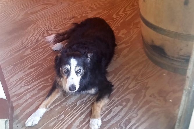Wine Beer and Spirit Tour in Frederick - Guest Reviews and Feedback