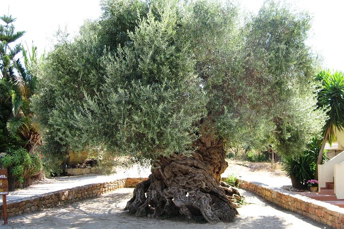 Wine, Beer, Olive Oil Tasting Private Tour (Price per Group of 6) - Quick Points