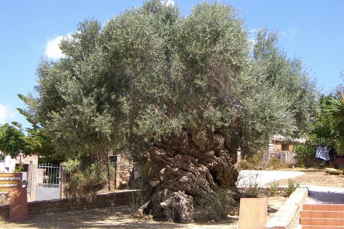 Wine, Beer, Olive Oil Tasting Private Tour (Price per Group of 6) - Inclusions