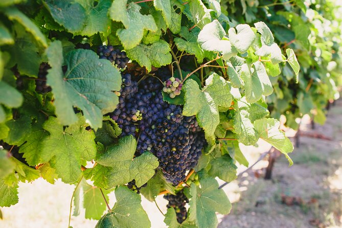 Wine, Brew and Spirits Tasting With Lunch Included - Inclusions