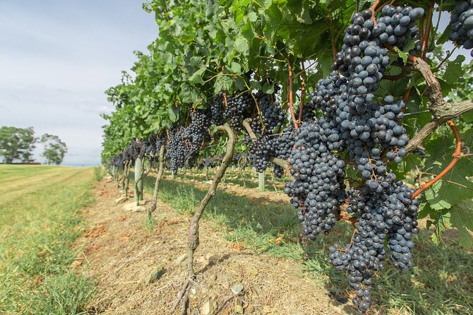 Wine Cellar & Tasting in Montevideo With Outstanding Lunch - Accessibility and Flexibility