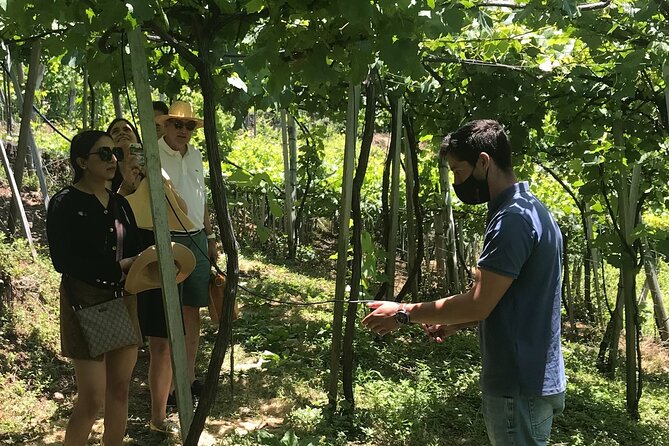 Wine Day Tour & Lunch in the Vineyard - Key Points