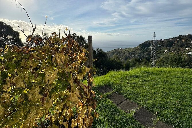 Wine Day Tour & Lunch in the Vineyard - Wine Tasting Experience