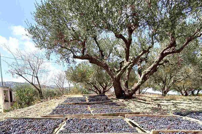 Wine & Dine at Stylianou Winery: An Exquisite Tasting Experience - Exploring Domaine Paterianakis Winery