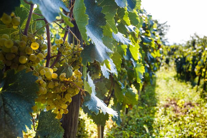 WINE & DINE Tour From Kutaisi - Accessibility Features