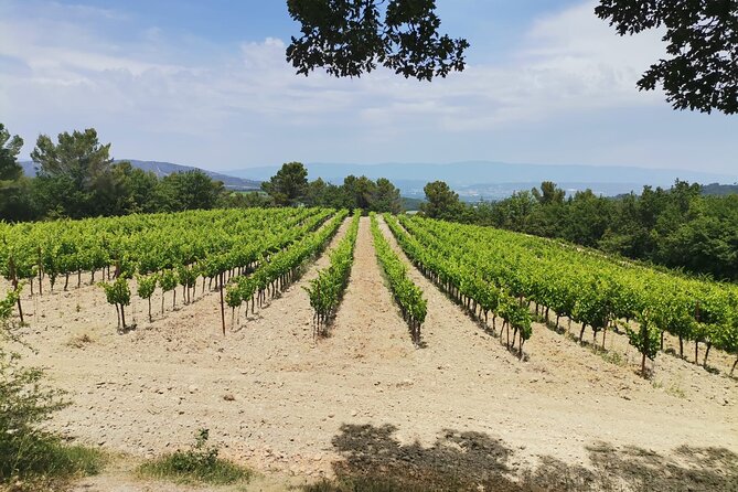 Wine Elegance: Discovery at Château La Coste and La Gaude - Recap