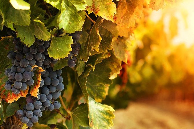 Wine Experience in Bacalhoa - Visiting Hours and Duration