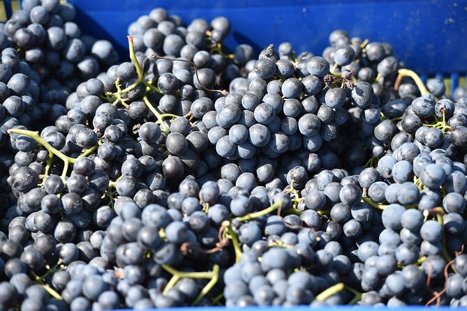 Wine Experience of Nebbiolo in Alto Piemonte - Scenic Vineyards and Landscapes
