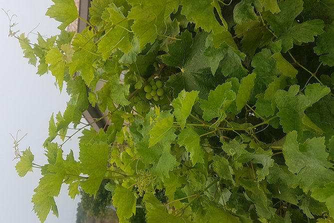 Wine Experience & Taormina Tour From Messina With Luxury Van - Discovering Taormina
