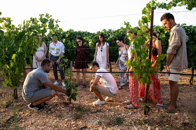 Wine Experience: Vineyard, Wines and Food - Accessibility and Inclusivity
