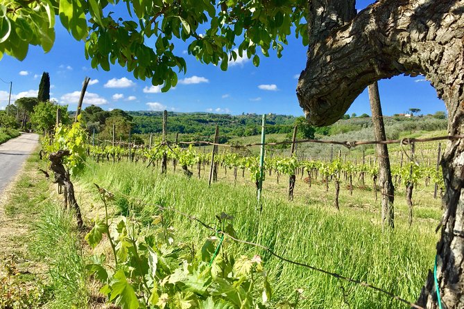 Wine, Extra Virgin Olive Oil & Bread Tour .E - Inclusions