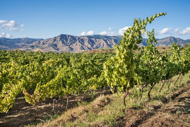 Wine & Food Tasting on Etnas Winery Private Tour - Participation Information