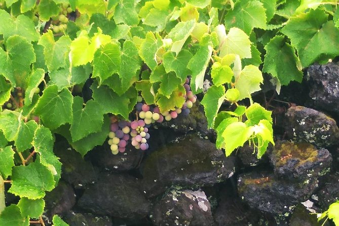 Wine & Food Tour - Pricing and Cancellation