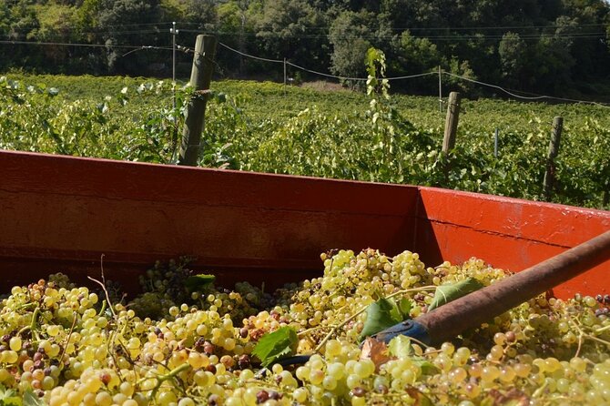 Wine & Food Tour in Sardinia : Small Group - Inclusions and Amenities