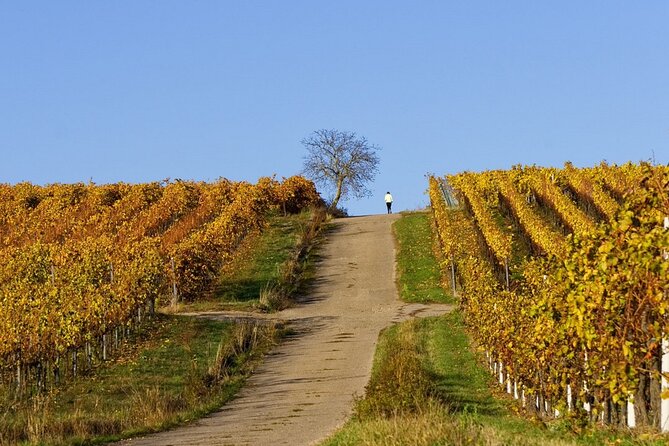 Wine & Food Tour in Sardinia : Small Group - Accessibility and Participation