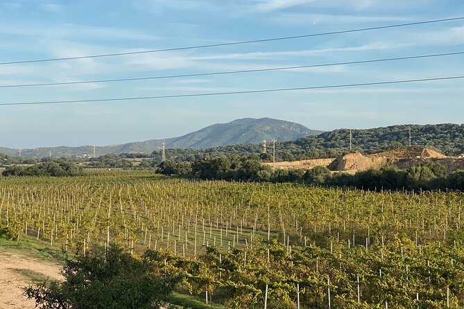 Wine & Food Tour in Sardinia : Small Group - Review Highlights