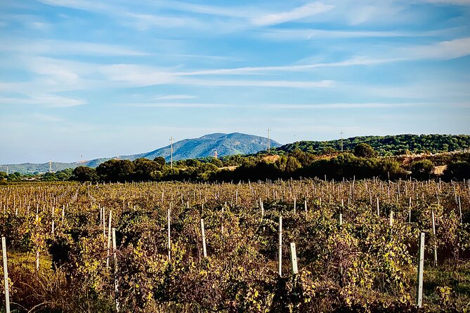Wine & Food Tour in Sardinia : Small Group - Crafting the Perfect Experience