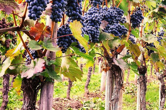 Wine & Food Tour in Tuk Tuk - Inclusions and Exclusions