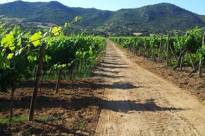 Wine & Food Tour in Tuk Tuk - Winery Tour and Tasting