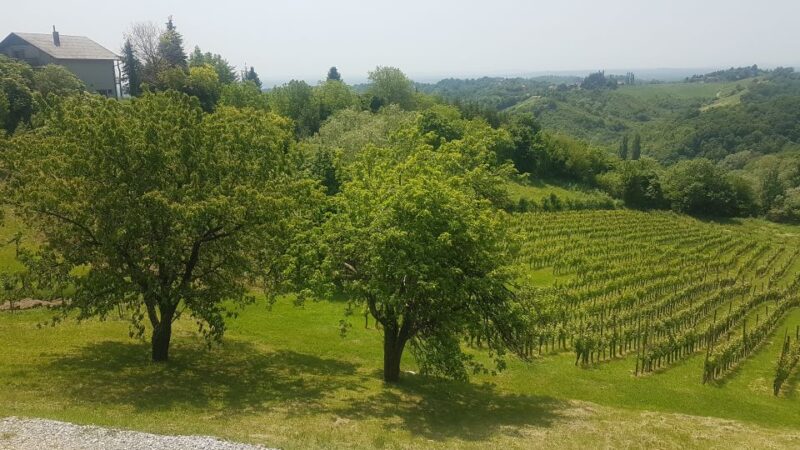 Wine & Food Tour of PlešIvica Near Zagreb - Winery Visits and Tastings