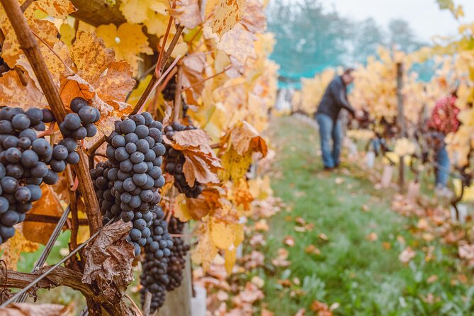 Wine Lovers - Revel in a Countryside Lunch With Tasty Wines! - Social Media Presence