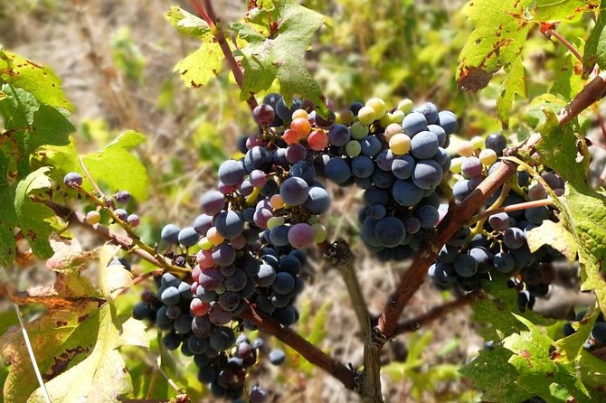 Wine Lovers Tour of Peljesac Peninsula - Wine Tasting Experiences