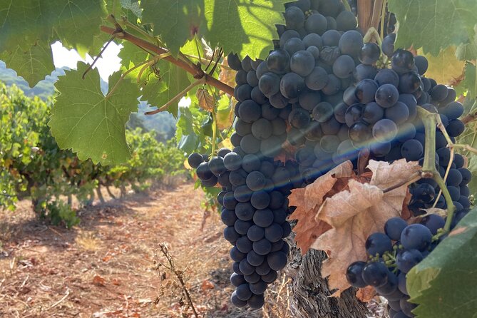 Wine Not? & Cheese Delights - Tailor Made Your Private Daytrip - Accessibility Information