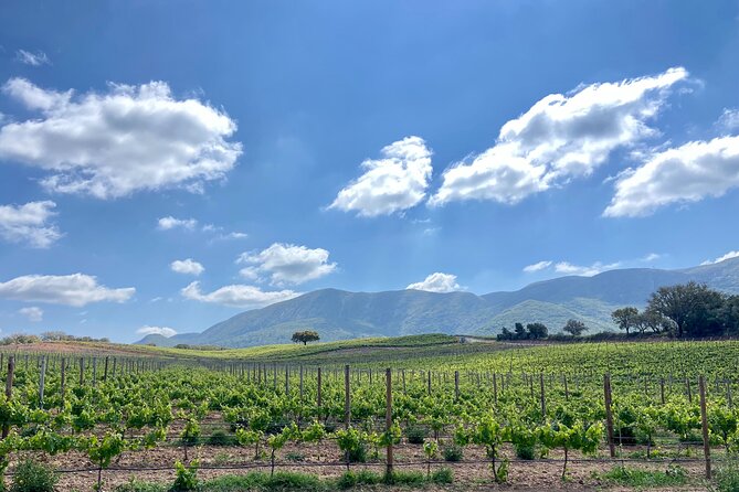 Wine Not? & Cheese Delights - Tailor Made Your Private Daytrip - Private Tour Details