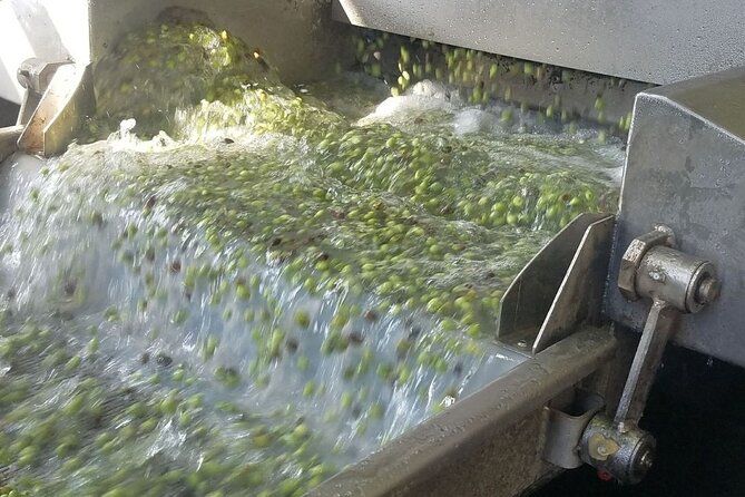 Wine, Olive Oil, and Honey Tour With Winemaker - Experience Highlights