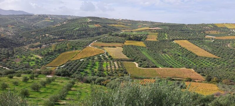 Wine/Olive Oil Tasting and Pottery Work Shop - Small Group - Key Points