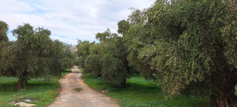 Wine/Olive Oil Tasting and Pottery Work Shop - Small Group - Highlights of the Tour