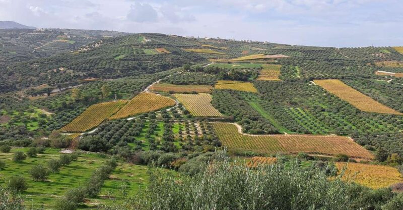 Wine/Olive Oil Tasting and Pottery Work Shop - Small Group - Inclusions and Exclusions