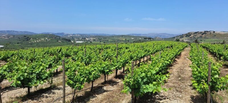 Wine/Olive Oil Tasting and Pottery Work Shop - Small Group - Winery Visits and Wine Tasting
