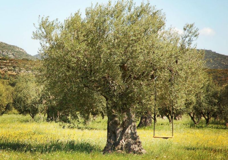 Wine & Olive Oil Tasting in an Organic Farm Laconia, Greece - Wine Tasting and Exploration