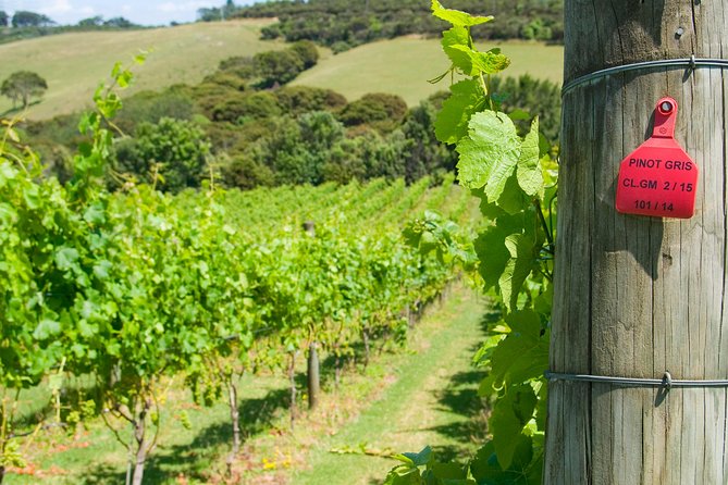 WINE on Waiheke PREMIUM WINE Full Days Scenic and WINE Tasting - Scenic Ferry Ride Highlights