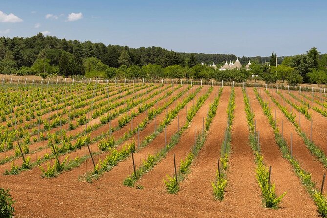 Wine Ostuni, Tour of an Apulian Winery With Traditional Lunch or Aperitivo - Included in the Tour