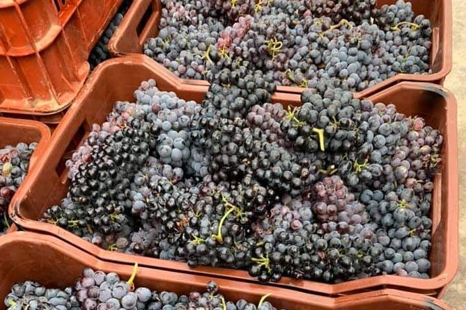 Wine Raki Olive Oil Tasting and Pottery - Small Group - Tour Expectations