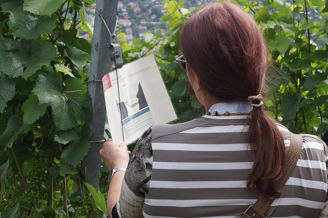 Wine Rally in Würzburg With Tasting - Tasting Details