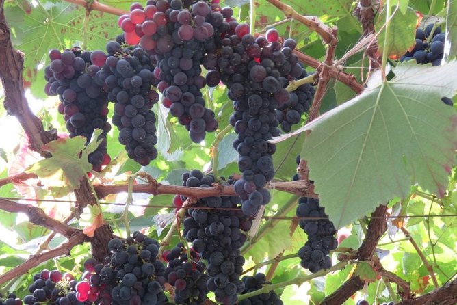 Wine Route (Half Day Walk) - Recap