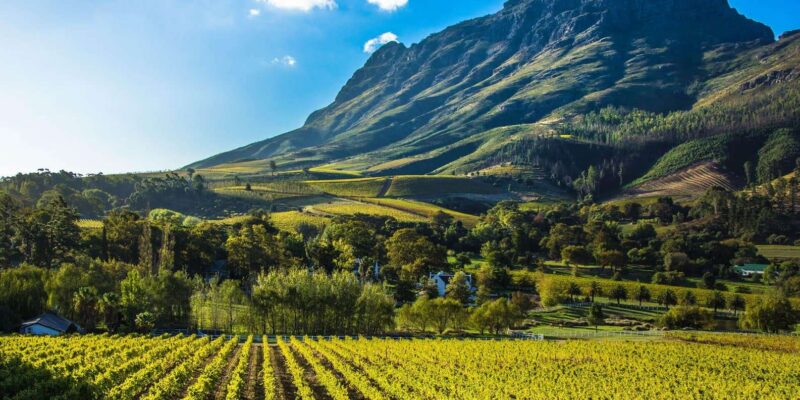 Wine Route Wanderer - Full Day Private Tour - Contact and Reservations