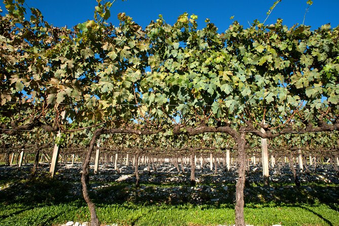 Wine Taste Tour With Maria Fumaça Train Ride - Tour Start Time and Policies