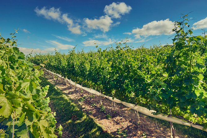 Wine Tasting - Winery Tour and History