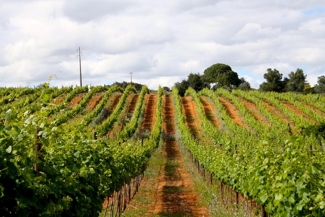 Wine Tasting and Art Tour - Tour Highlights