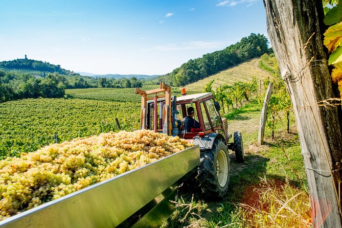 Wine Tasting and Dinner/Lunch or Aperitivo in Franciacorta Winery - Quick Points