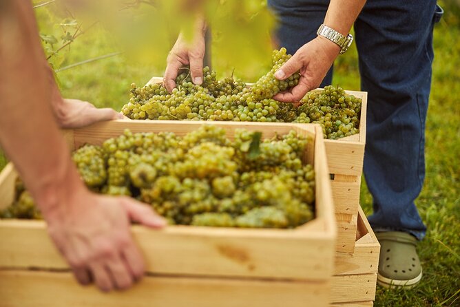 Wine Tasting and Dinner/Lunch or Aperitivo in Franciacorta Winery - Exploring the Franciacorta Winery