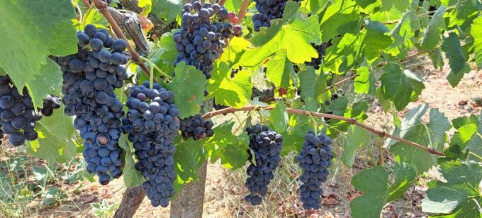 Wine Tasting and Knossos Palace - Private Tour in Heraklion - Inclusions and Exclusions