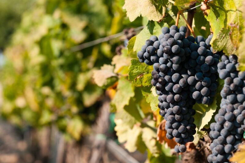 Wine Tasting and Typical Tastings in the Val Di Noto - Key Points